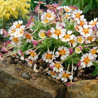 Zaluzianskya  'Orange Eye'